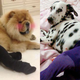 Illustration for article titled Dogs Wearing Pantyhose Is Now a Thing in China